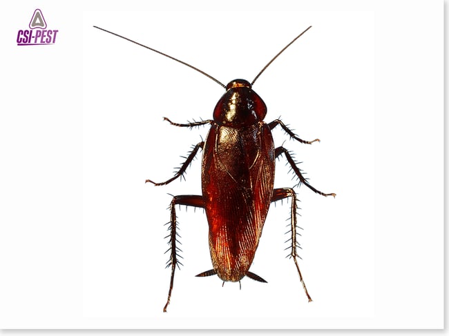 Smokybrown Cockroach