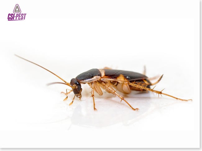 Brownbanded Cockroach