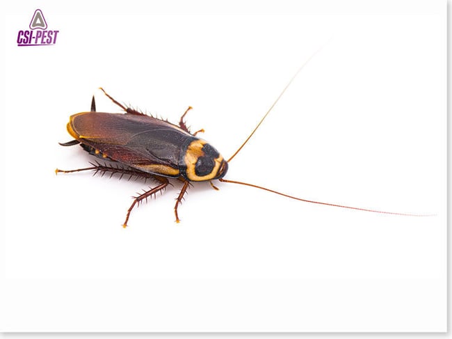 Australian Cockroach
