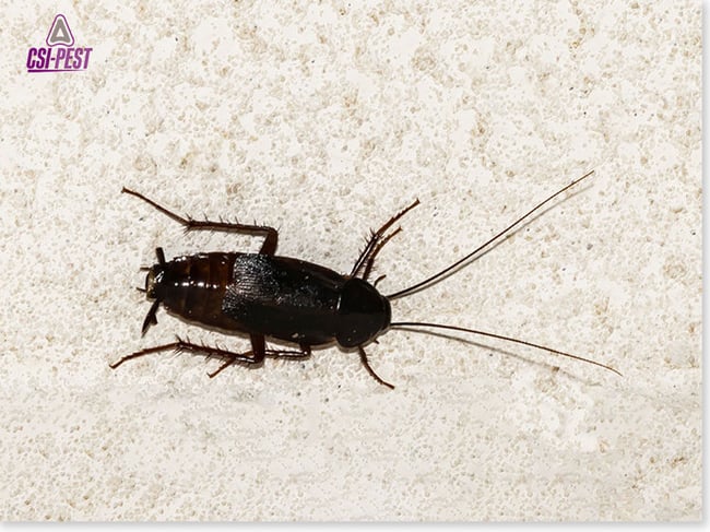 Oriental Cockroach