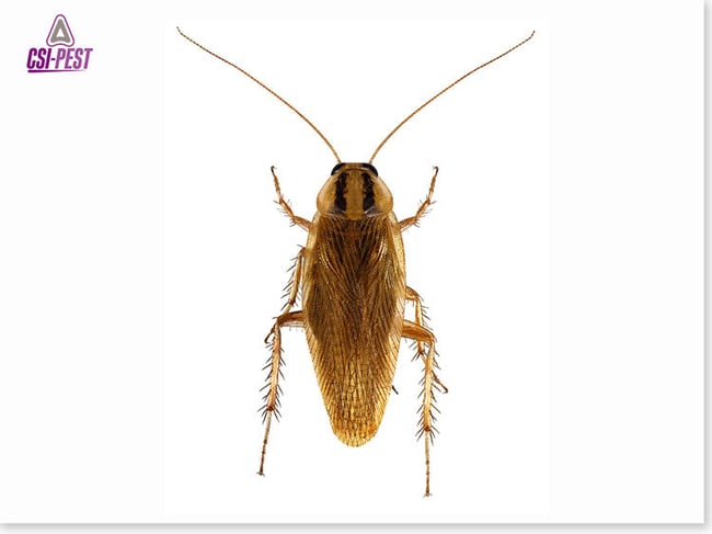 German Cockroach
