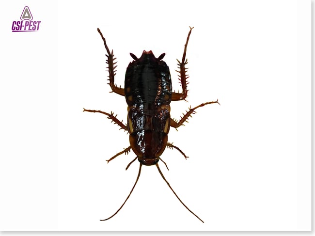 Turkestan Cockroach