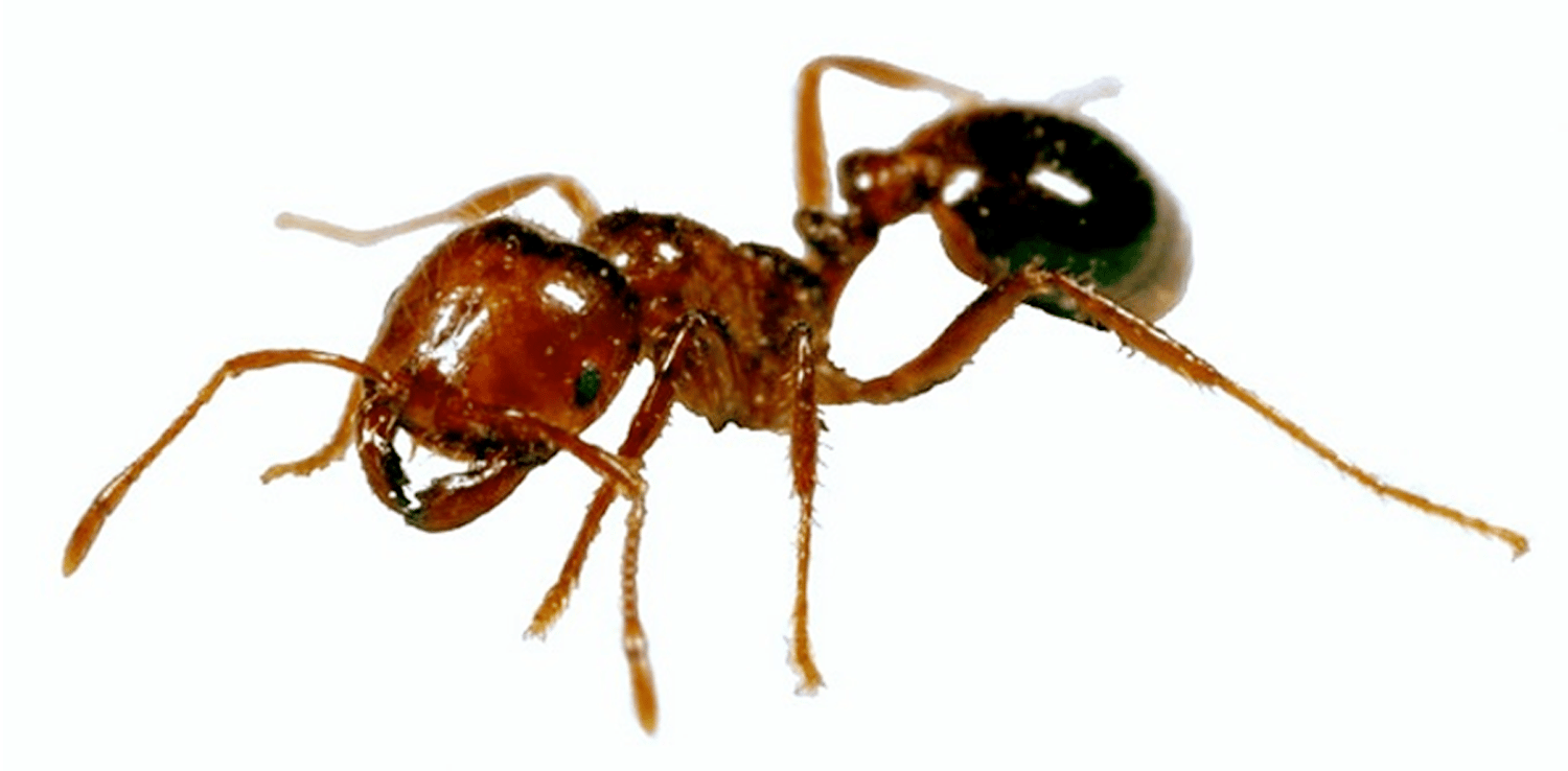 Fire-Ant